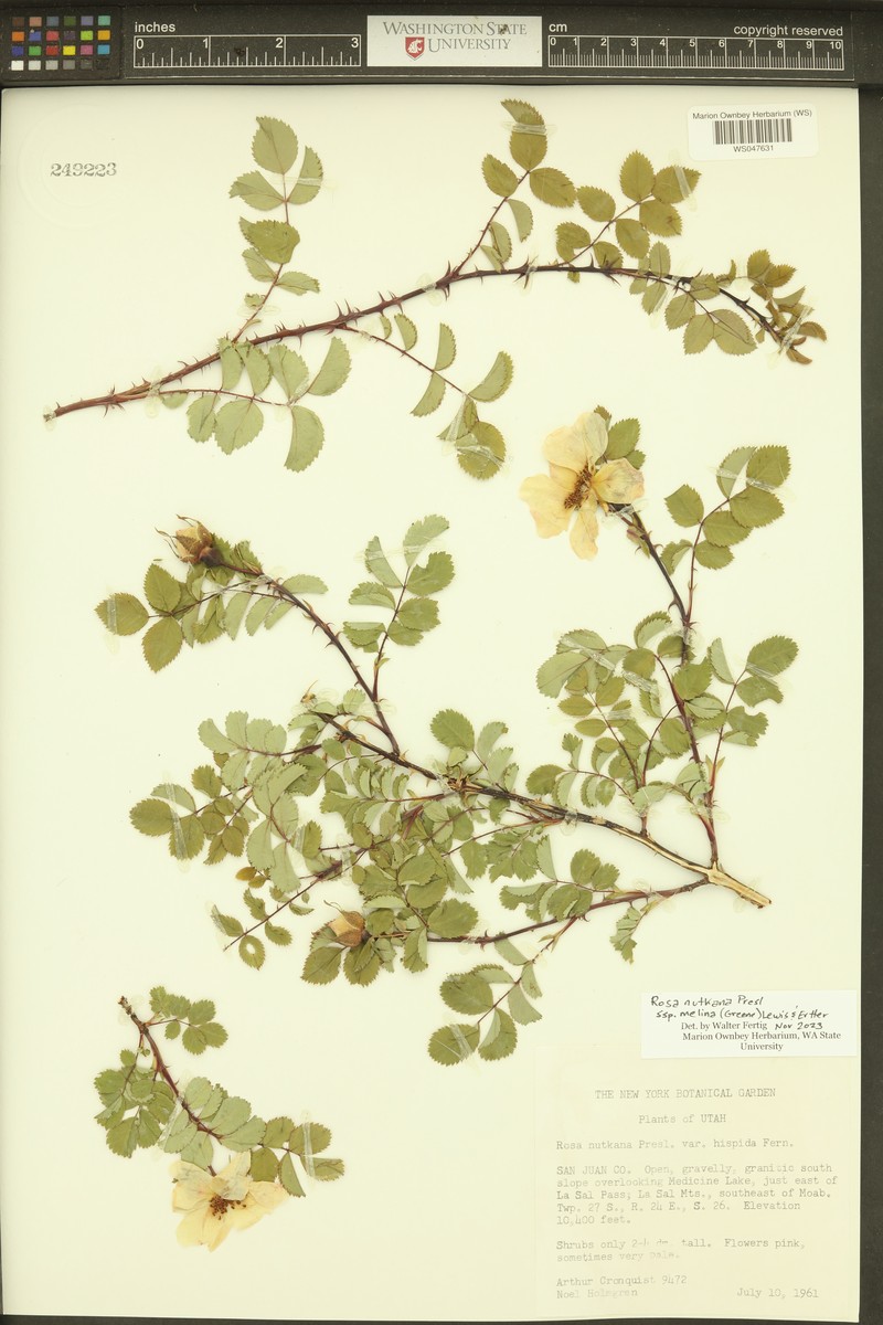Rosa nutkana subsp. melina photo 7