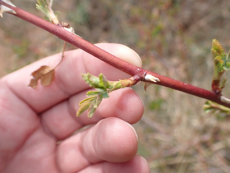 Rosa nutkana subsp. melina