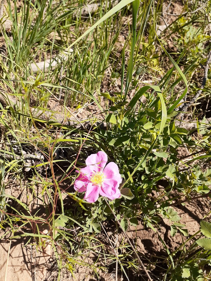 Rosa nutkana subsp. melina photo 2
