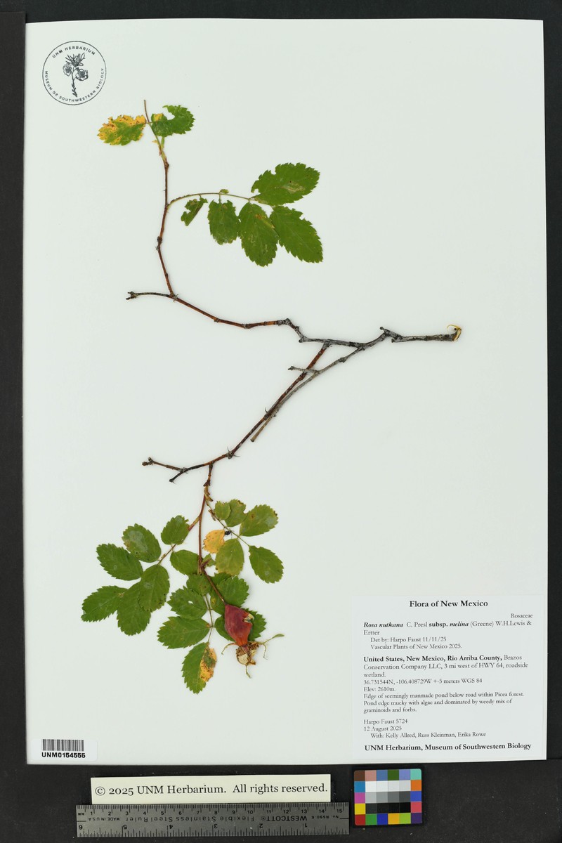 Rosa nutkana subsp. melina photo 3