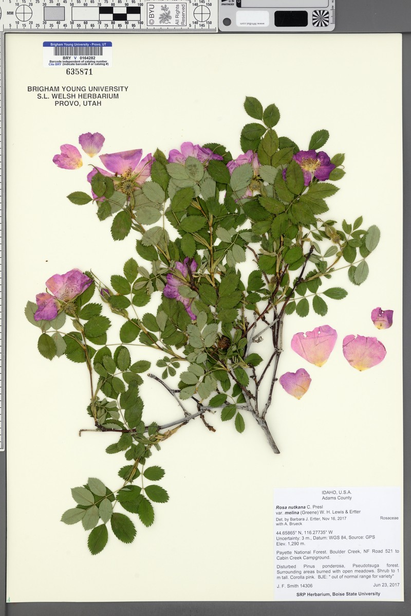 Rosa nutkana subsp. melina photo 4