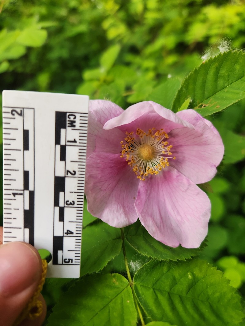 Rosa nutkana subsp. nutkana