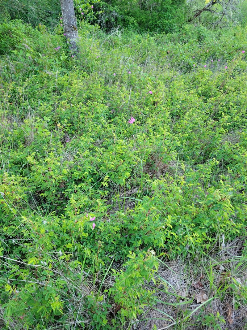 Rosa nutkana subsp. nutkana photo 2