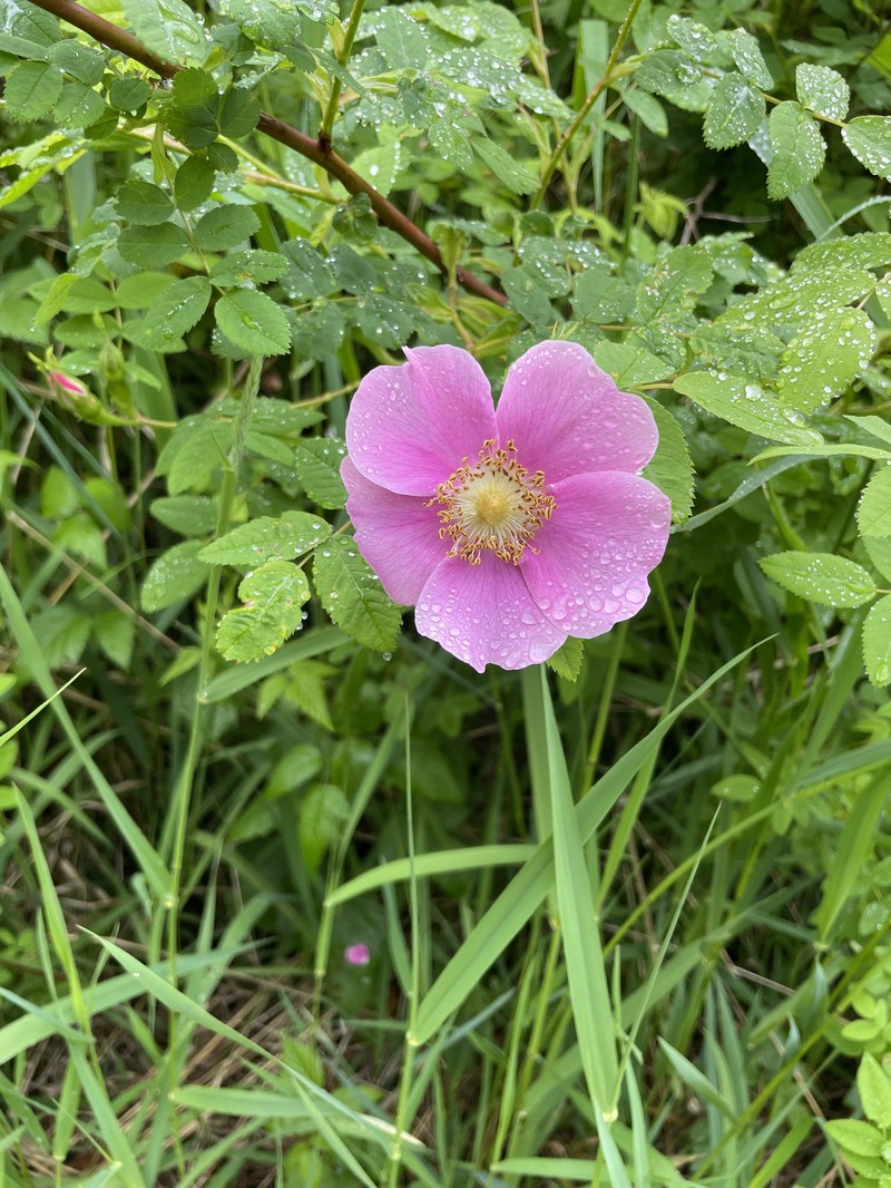 Rosa nutkana subsp. nutkana photo 3