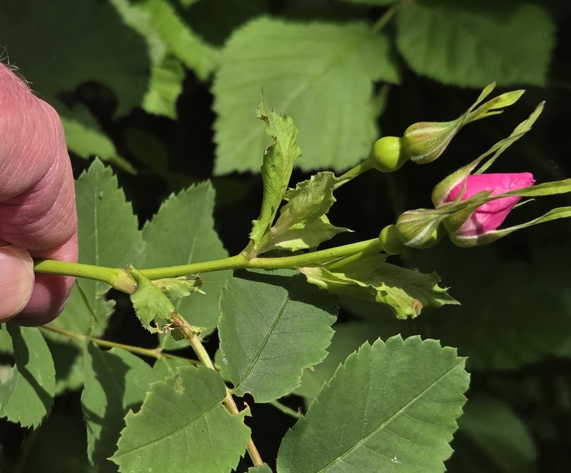 Rosa nutkana subsp. nutkana photo 4