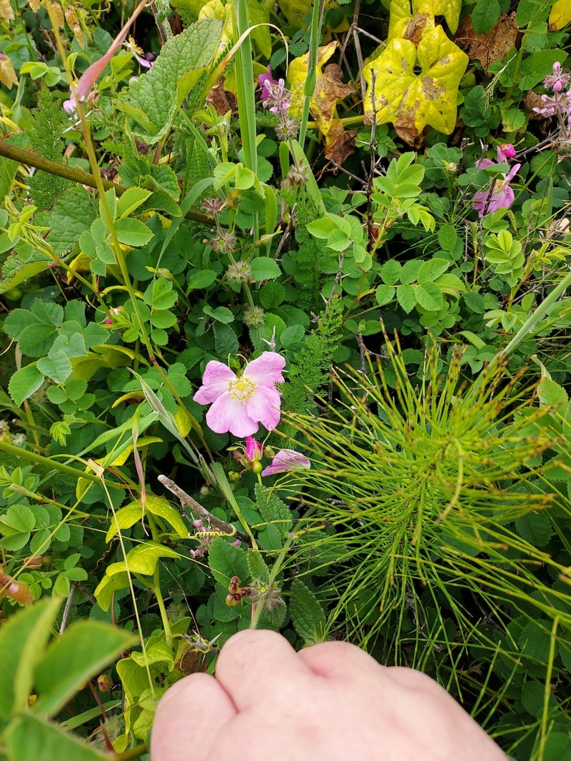 Rosa nutkana subsp. nutkana photo 5