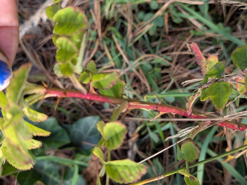 Rosa nutkana subsp. nutkana photo 6