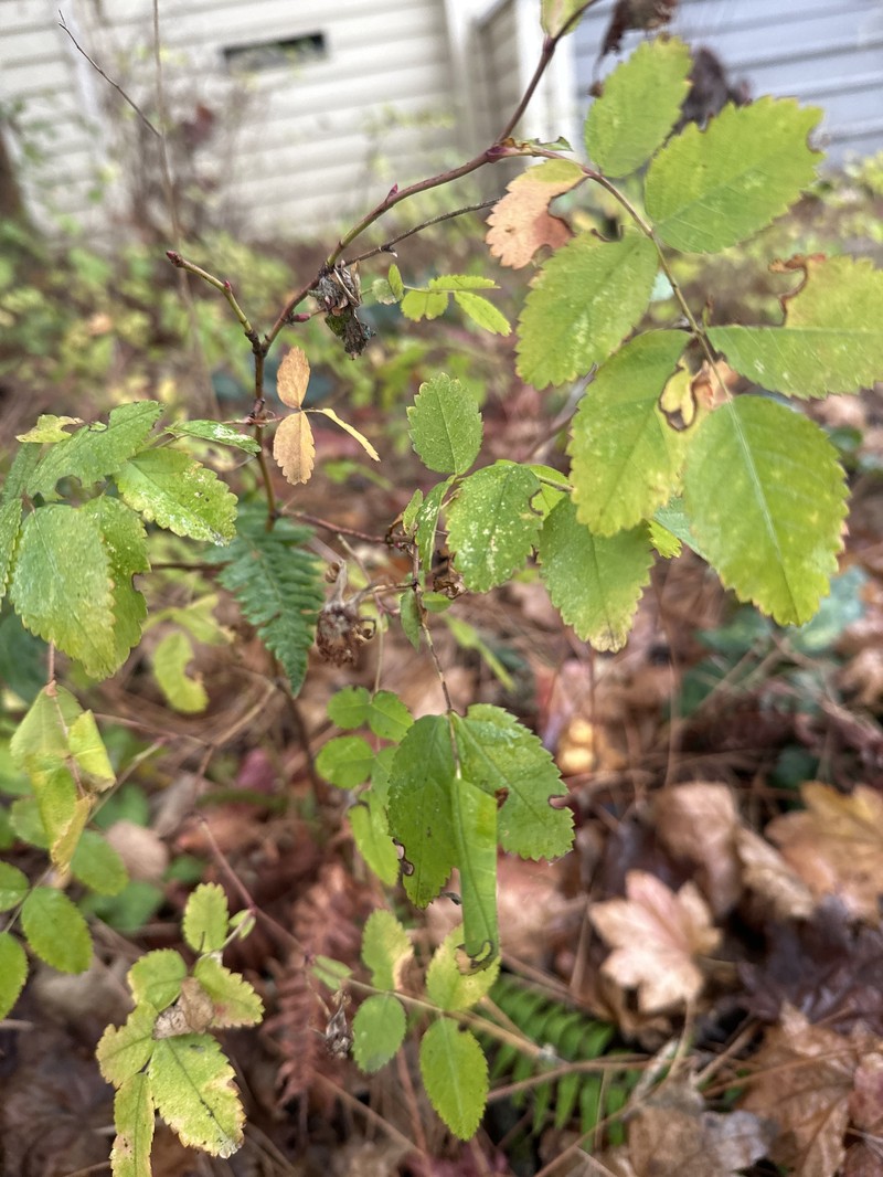 Rosa nutkana subsp. nutkana photo 7