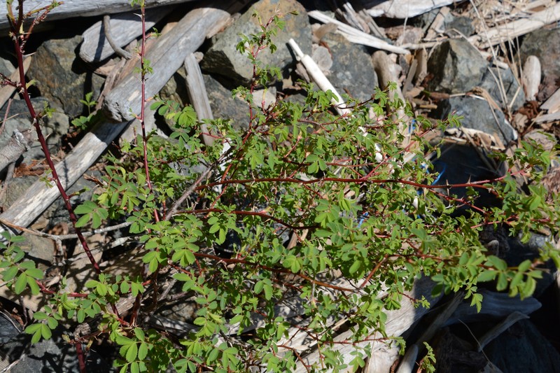 Rosa nutkana subsp. nutkana photo 8