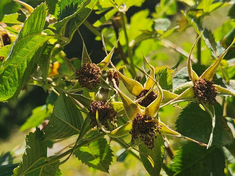 Rosa obtegens