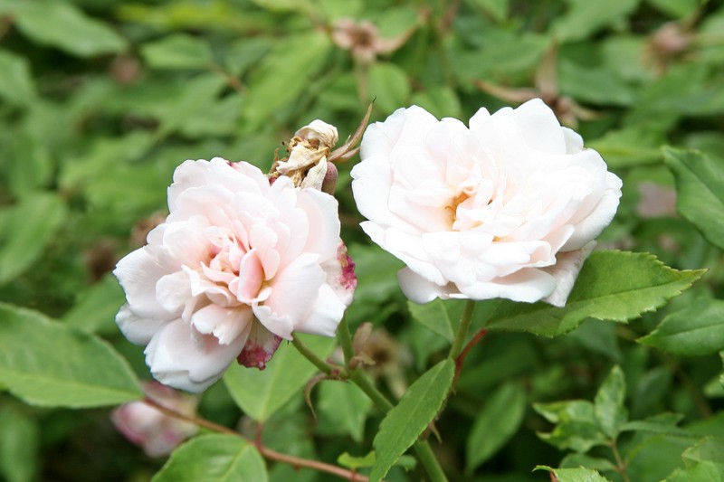 Tea Rose photo 2