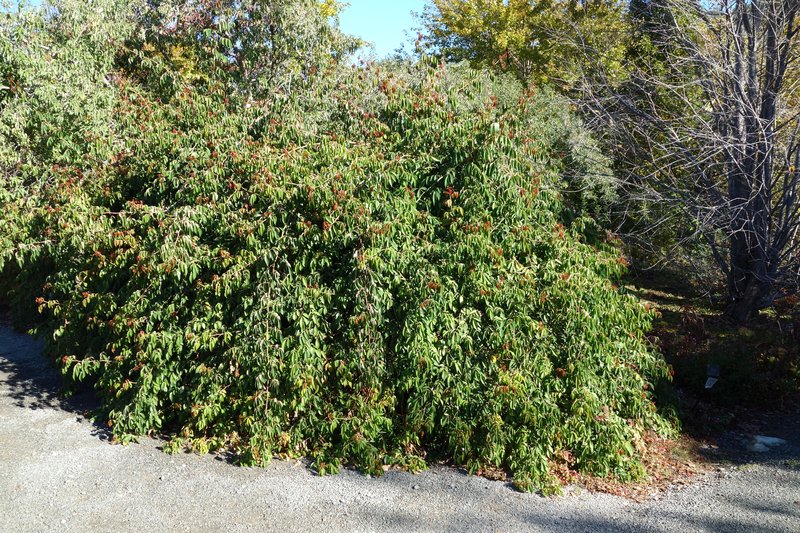 Tea Rose photo 3