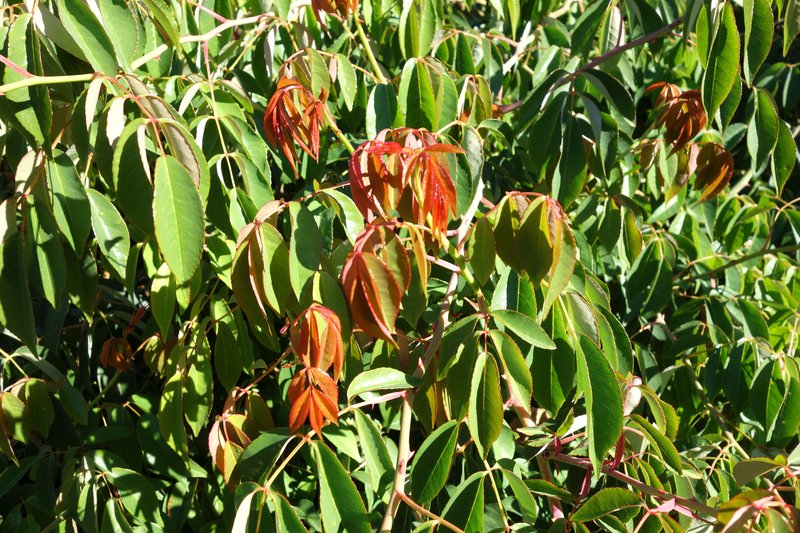 Tea Rose photo 4