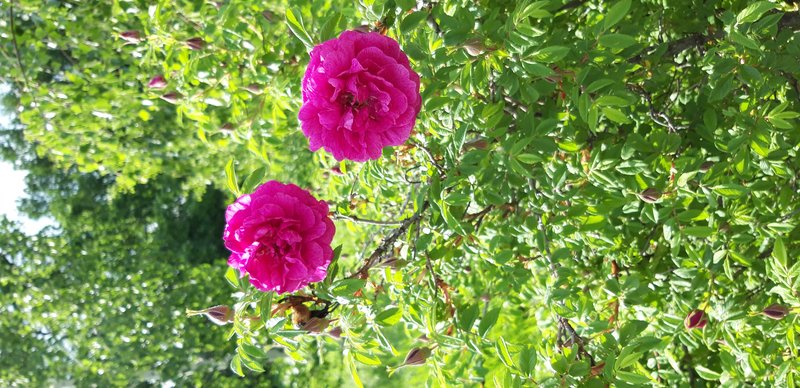 Tea Rose photo 5
