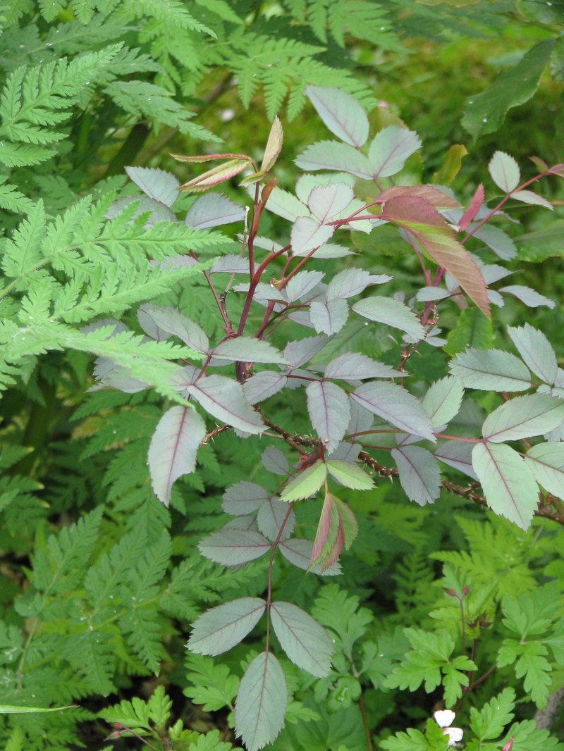 Tea Rose photo 6