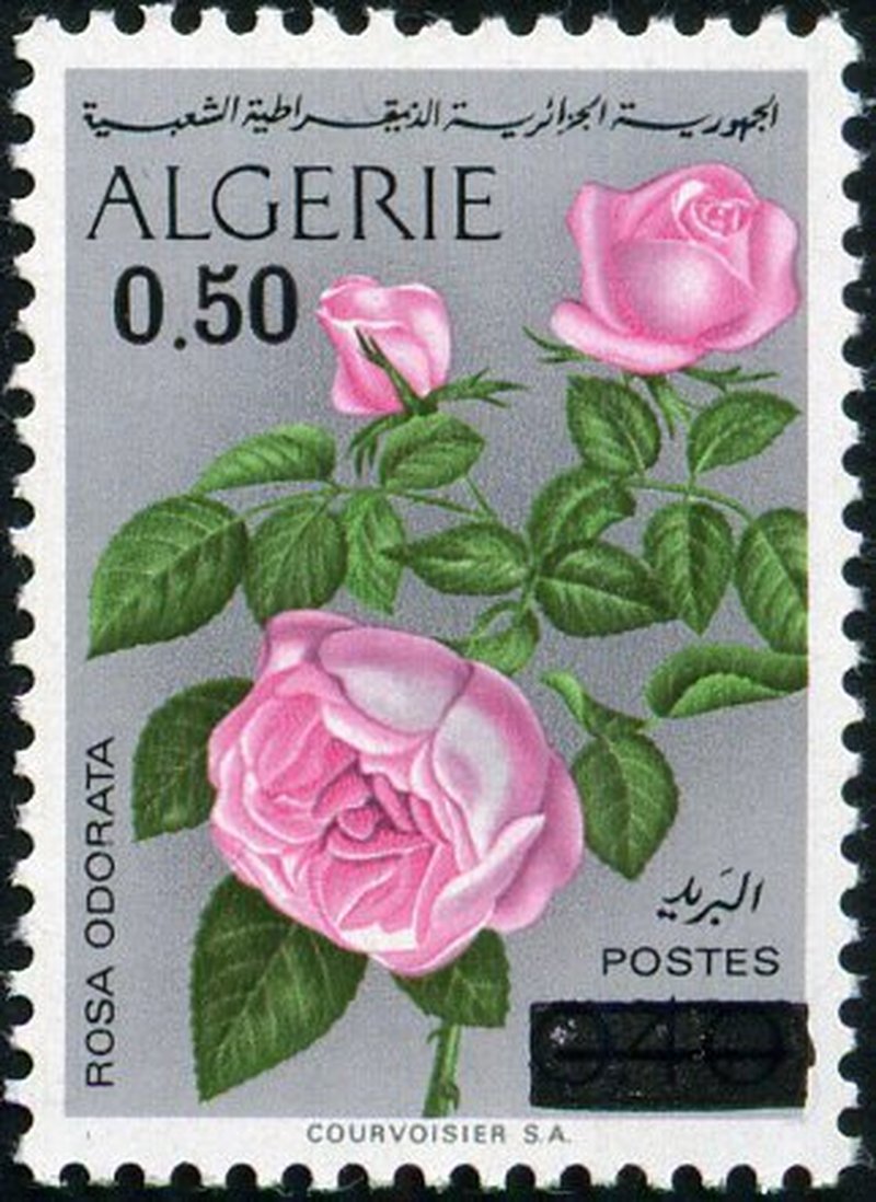 Tea Rose photo 7