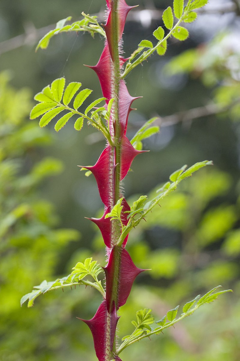 Rosa omeiensis photo 2