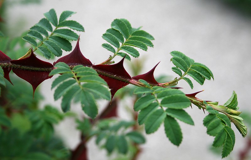 Rosa omeiensis photo 3