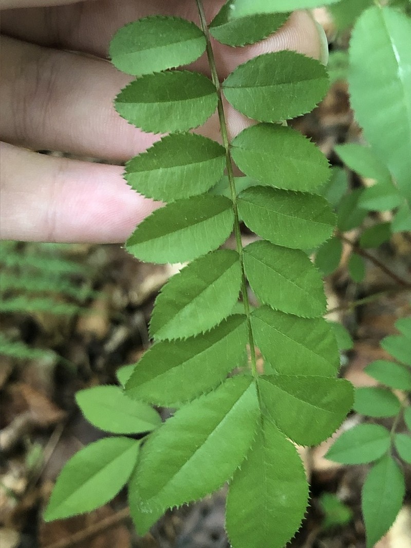 Rosa omeiensis photo 4
