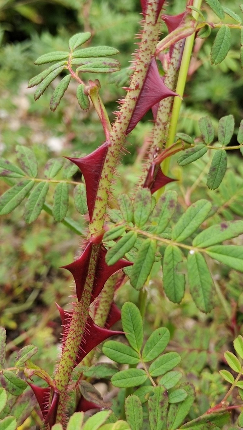 Rosa omeiensis photo 5