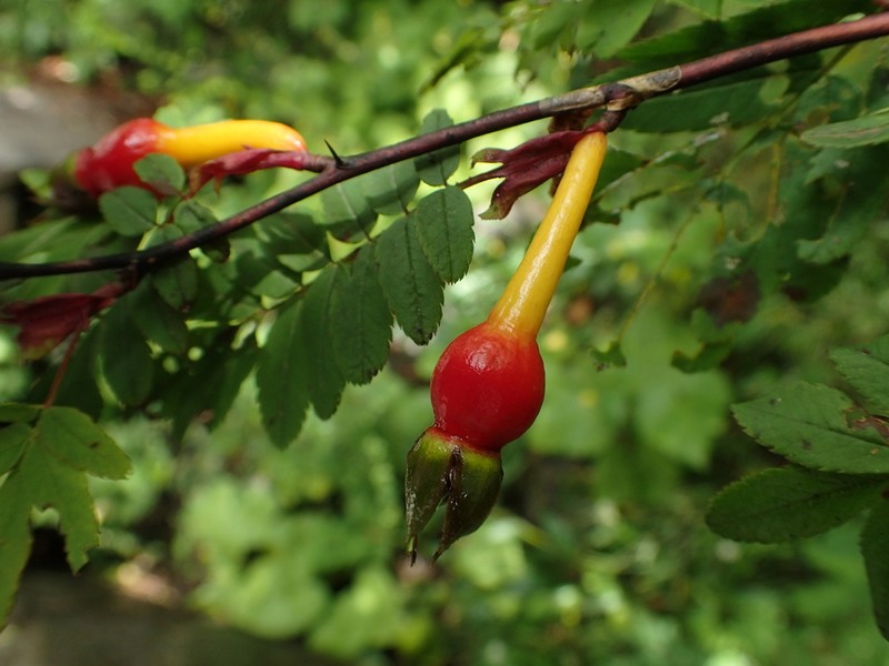 Rosa omeiensis photo 6
