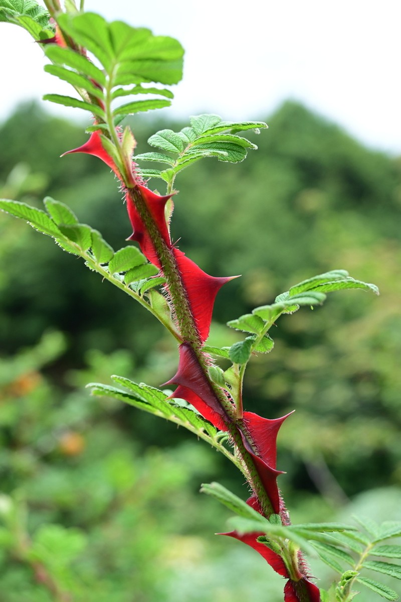 Rosa omeiensis photo 7