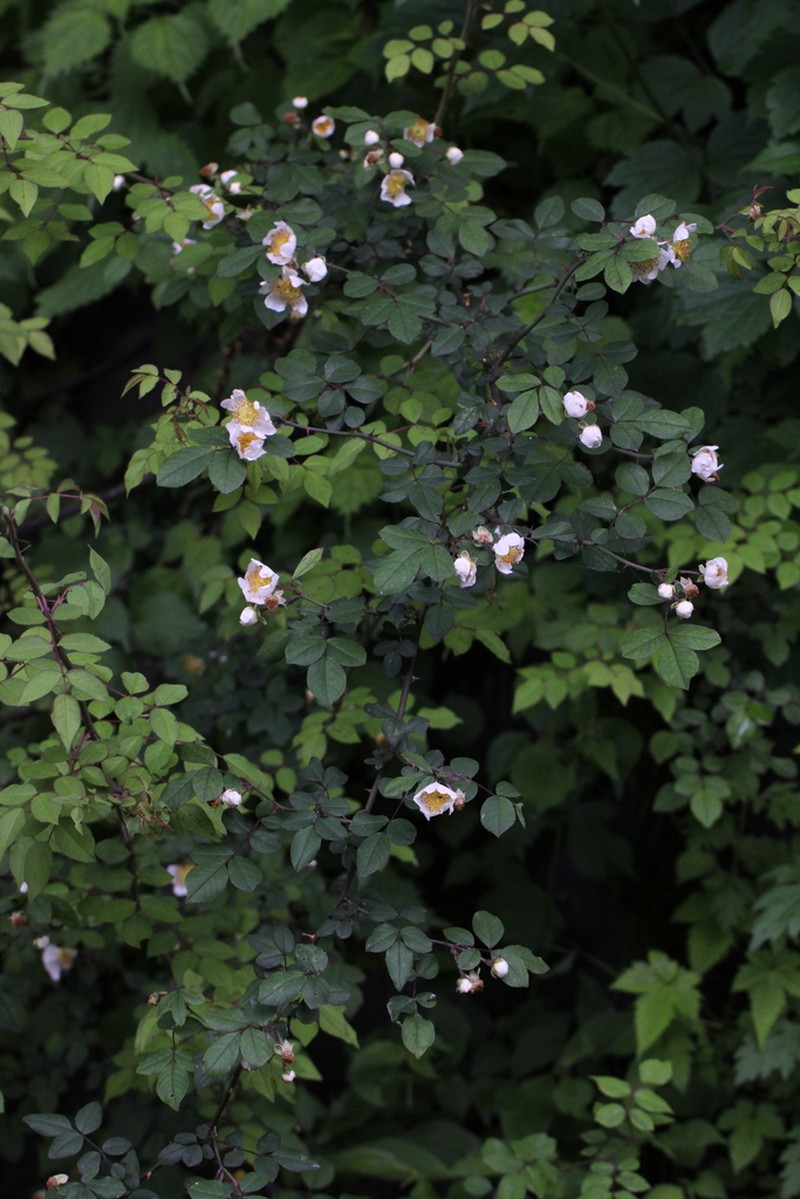 Rosa onoei photo 2