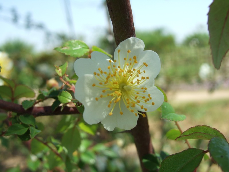 Rosa onoei var. hakonensis