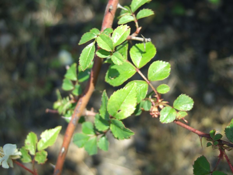 Rosa onoei var. hakonensis photo 2