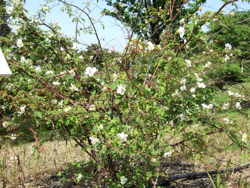 Rosa onoei var. hakonensis photo 3