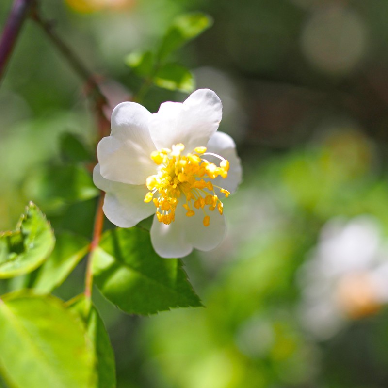 Rosa onoei var. hakonensis photo 4