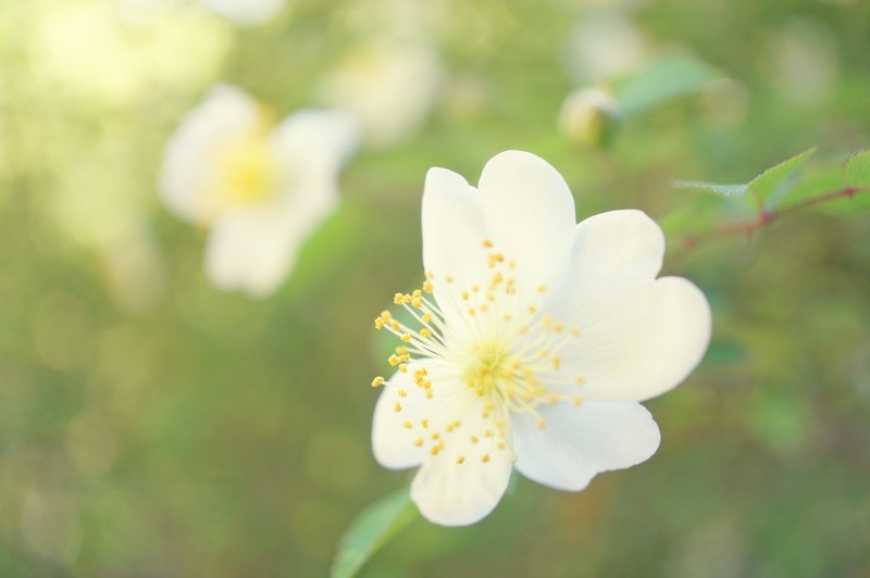 Rosa onoei var. hakonensis photo 5