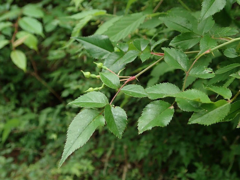 Rosa onoei var. oligantha photo 4