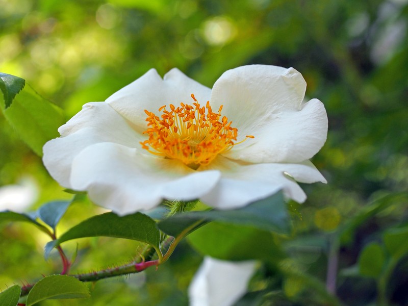 Rosa onoei var. oligantha