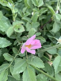 Rosa orientalis