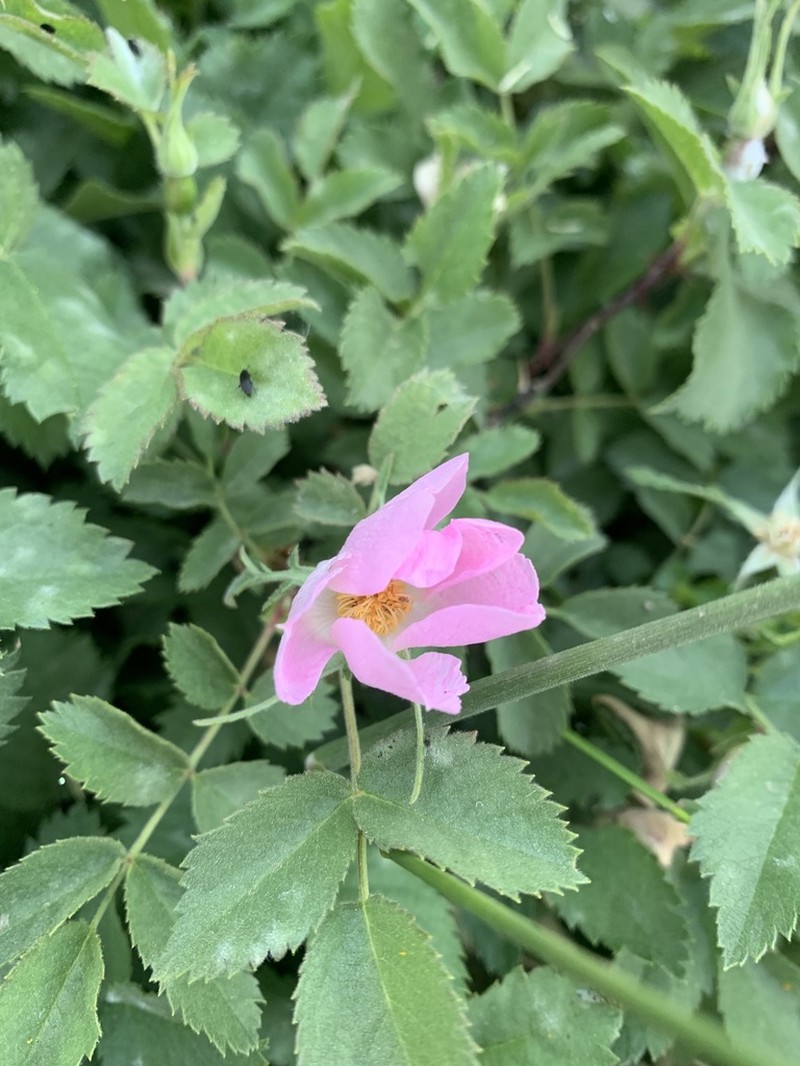Rosa orientalis
