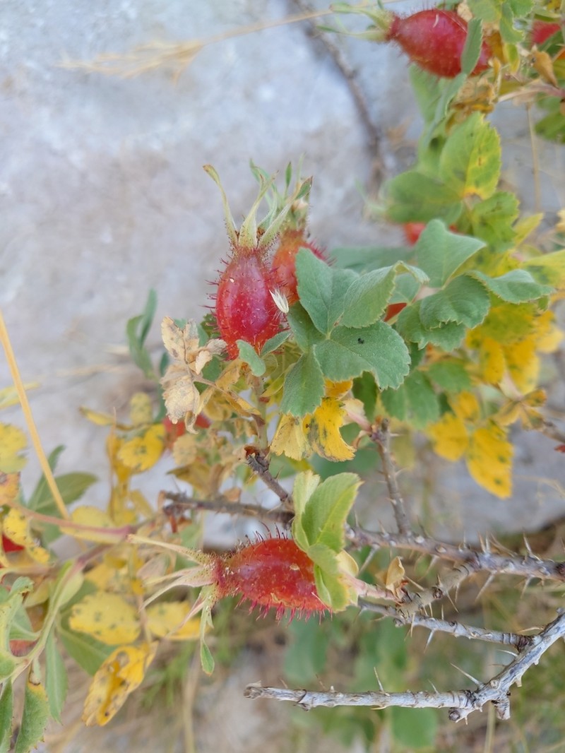 Rosa orientalis photo 2