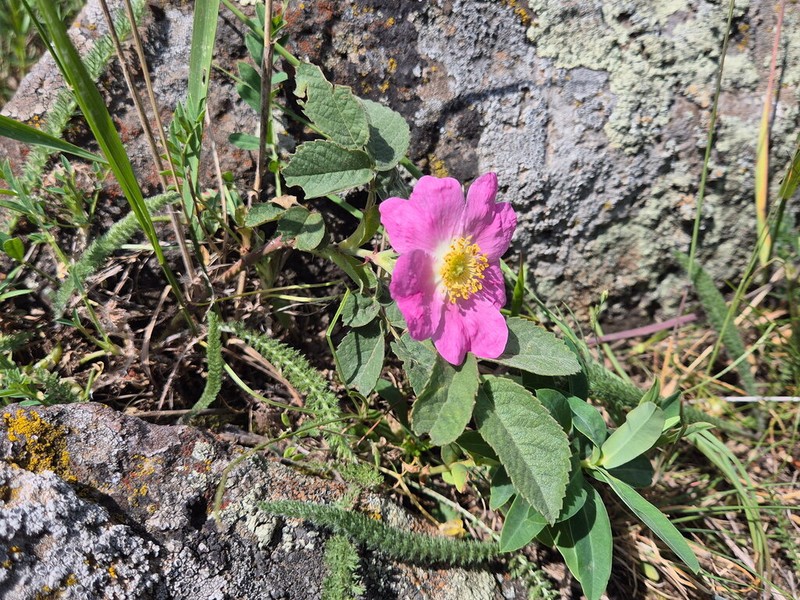Rosa orientalis photo 3