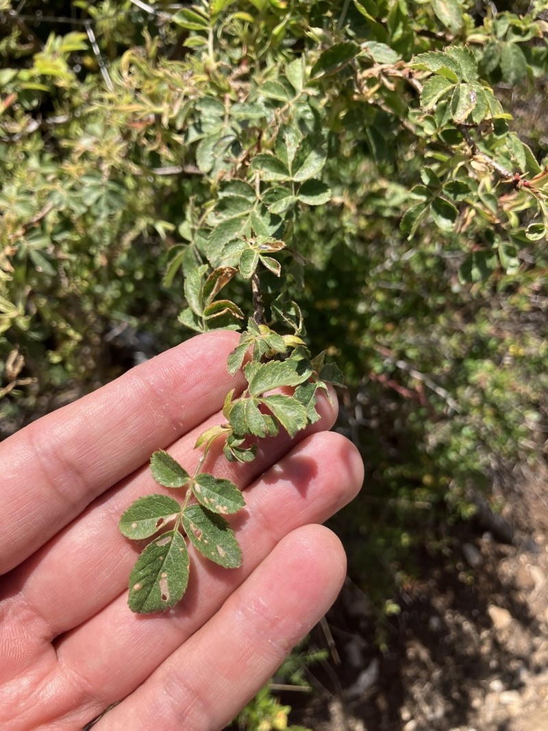 Rosa orientalis photo 4