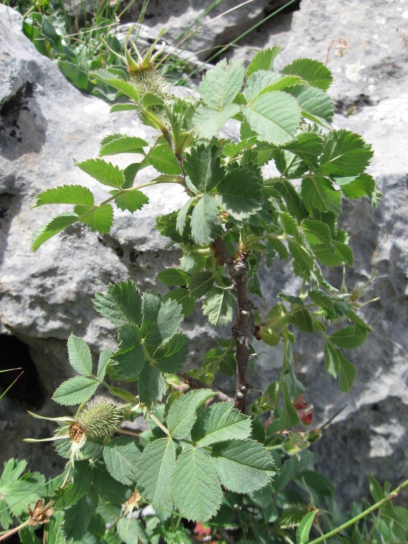 Rosa orientalis photo 5