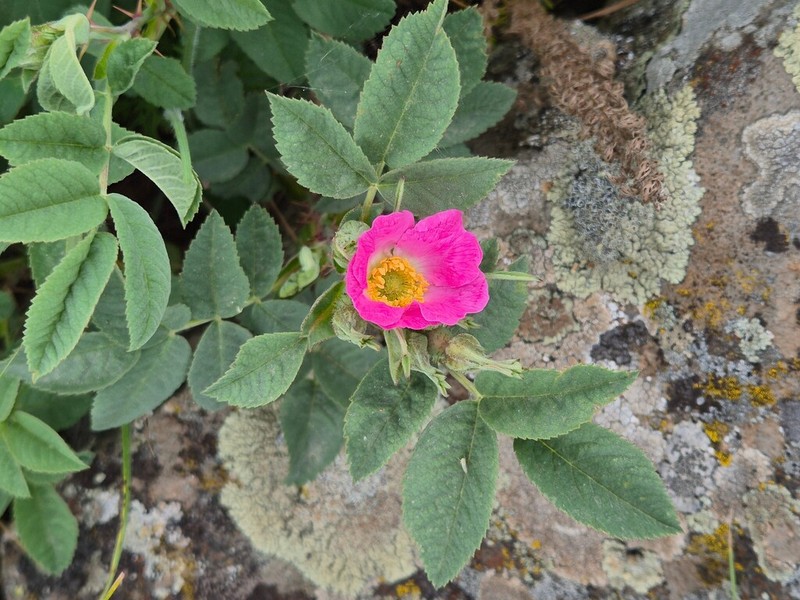 Rosa orientalis photo 6