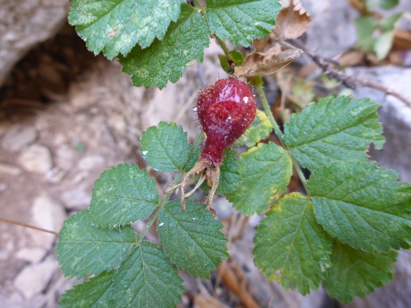 Rosa orientalis photo 7