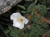 Rosa oxyacantha