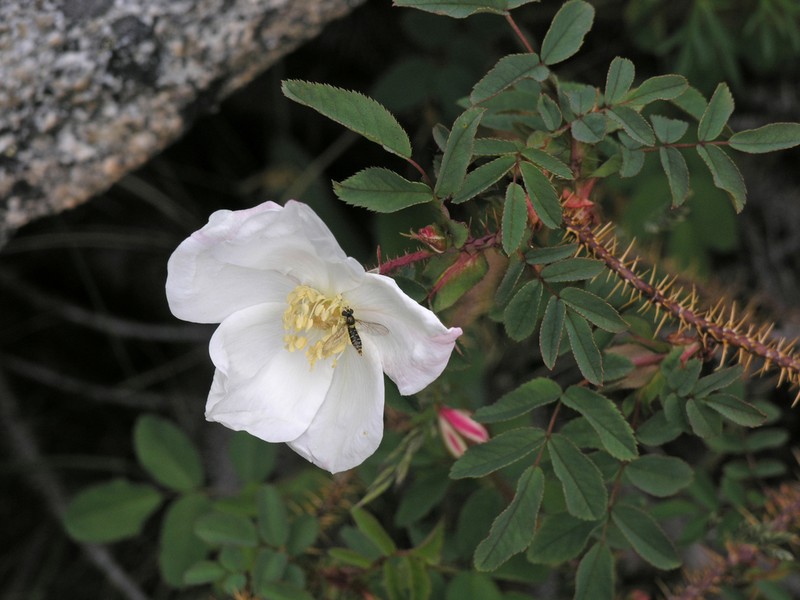 Rosa oxyacantha