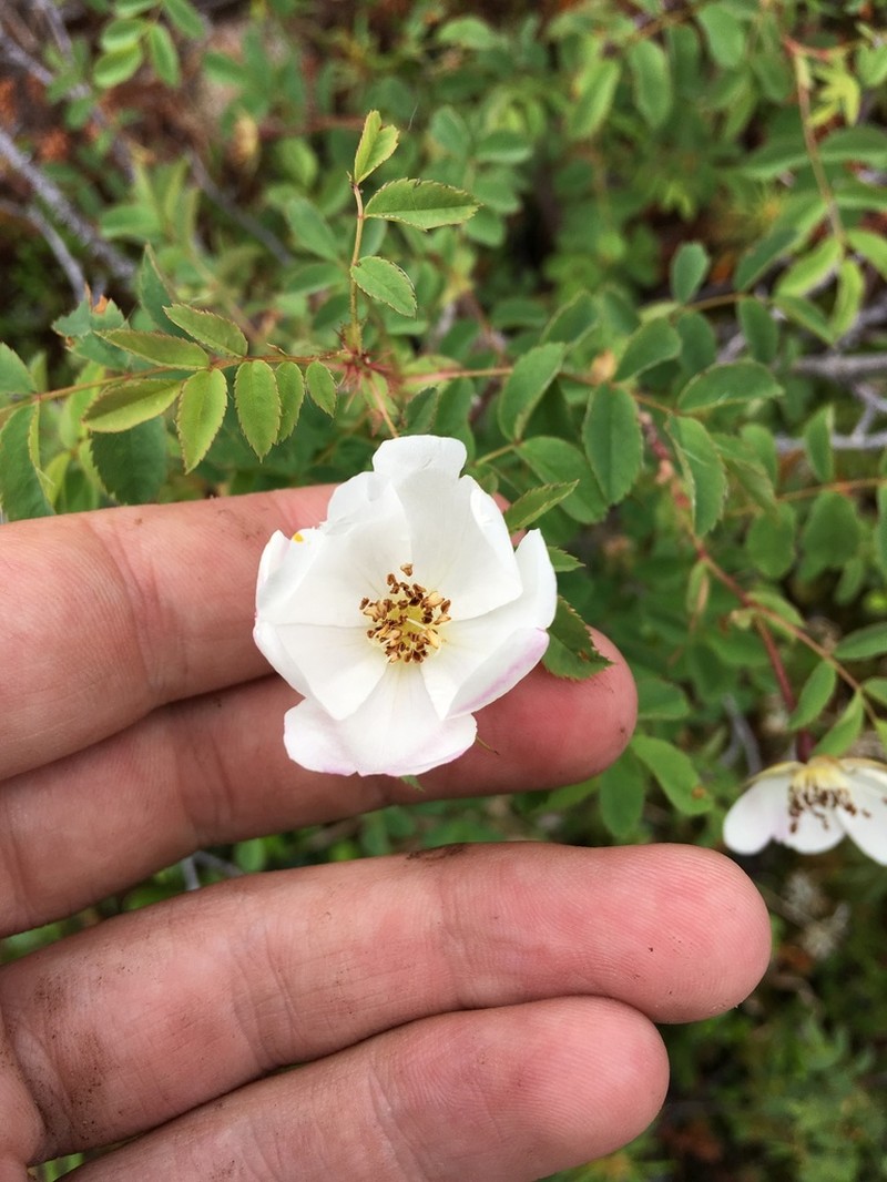 Rosa oxyacantha photo 2