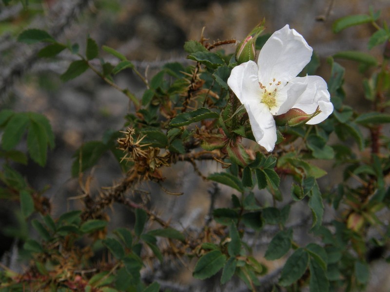 Rosa oxyacantha photo 4