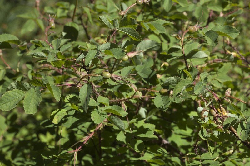 Rosa oxyacantha photo 5