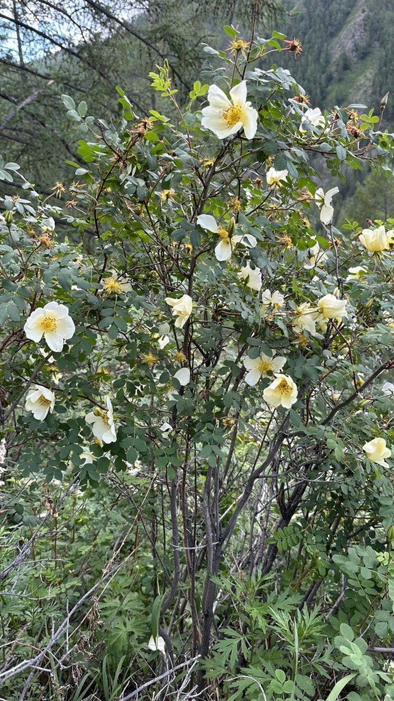 Rosa oxyacantha photo 6