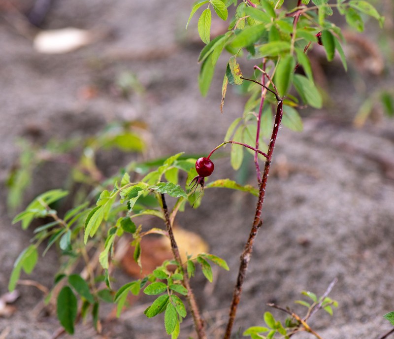 Rosa oxyacantha photo 7