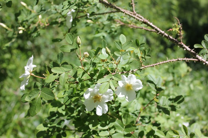 Rosa oxyacantha photo 8